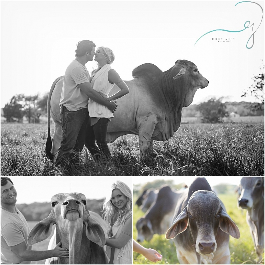 Brahman Cattle and Family
