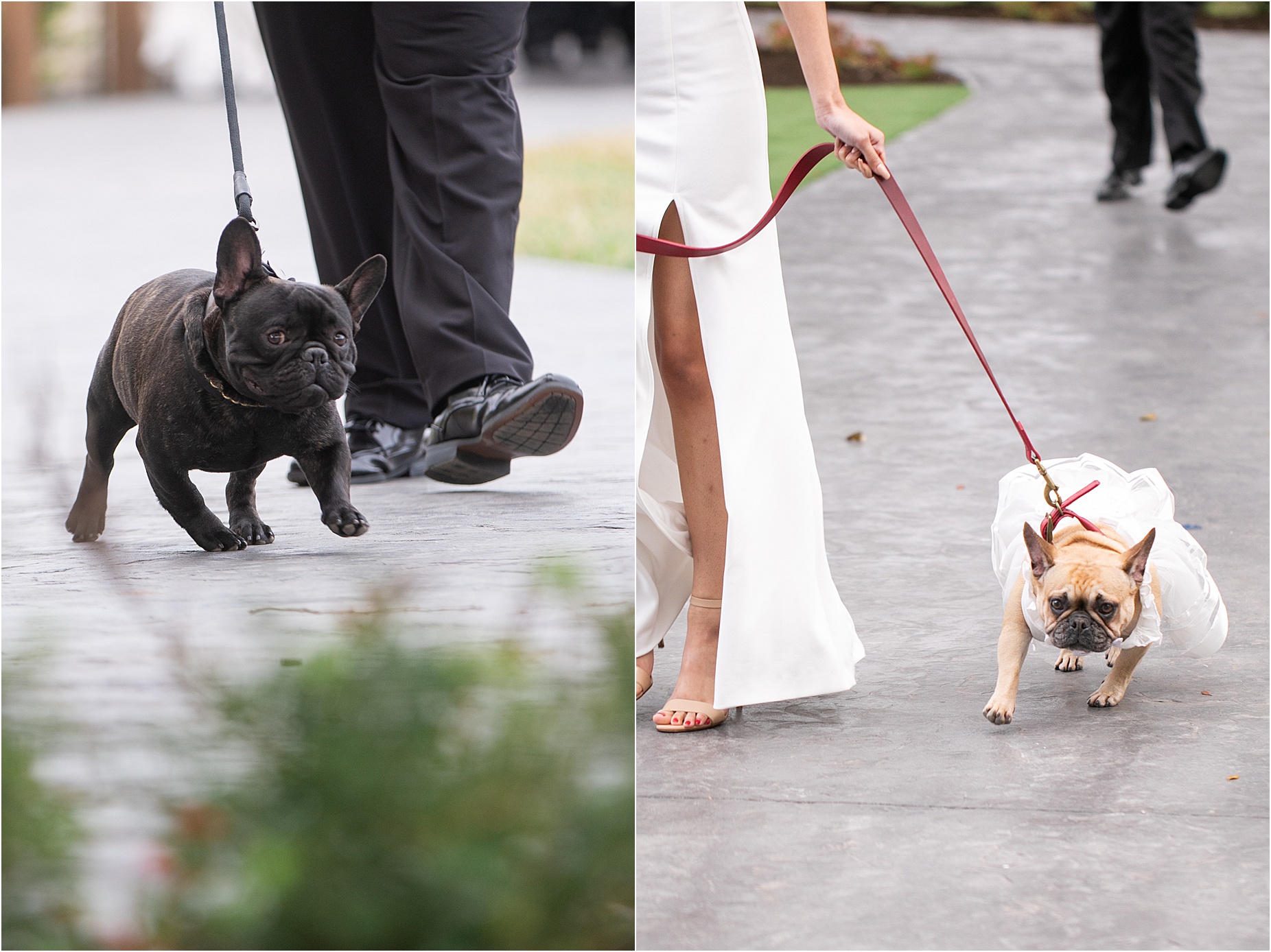 Weddings with dogs in the ceremony